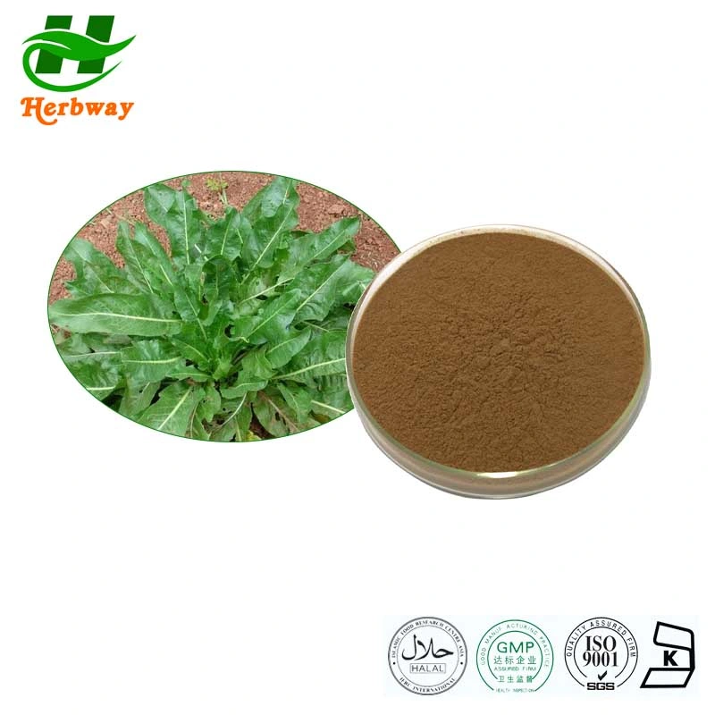 Herbway Natural Plant Extract Anti-Virus Indirum Radix Isatidis Extract for Improving Immunity